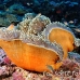 anemonefish_pink_lk_h_0705_png1162.jpg